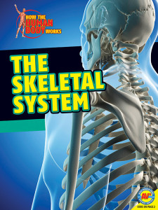HTHBW-Skeletal-System
